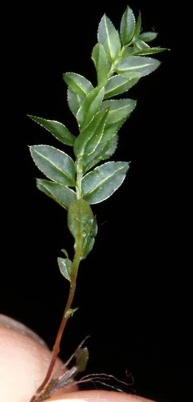 Mnium thomsonii